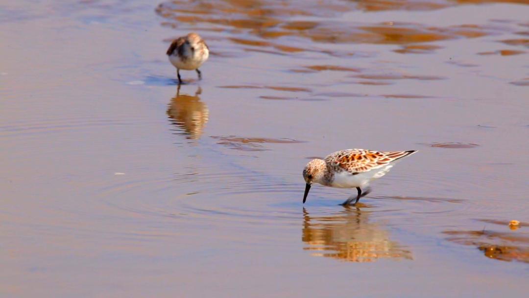 唐山灤南未來(lái)藍(lán)圖揭秘，最新規(guī)劃引領(lǐng)城市發(fā)展