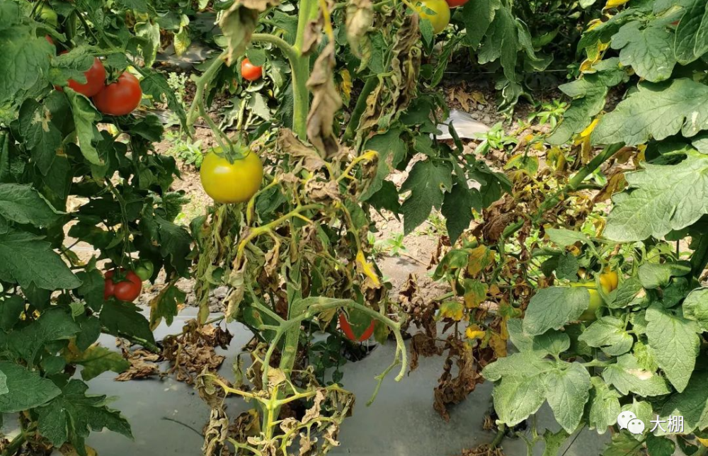 4949正版免費(fèi)資料大全水果,綜合計劃評估_NNQ47.723習(xí)慣版