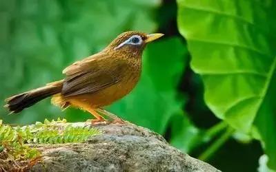 鎮(zhèn)雄房屋最新出售信息，家園變遷與自我成長的自信成就