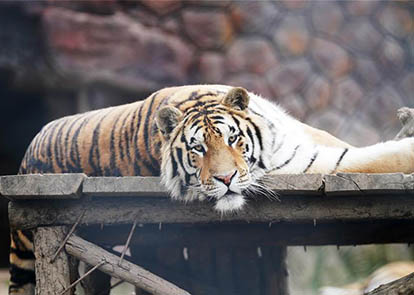 新澳猛虎報(bào),創(chuàng)新策略設(shè)計(jì)_XDW47.203動(dòng)感版