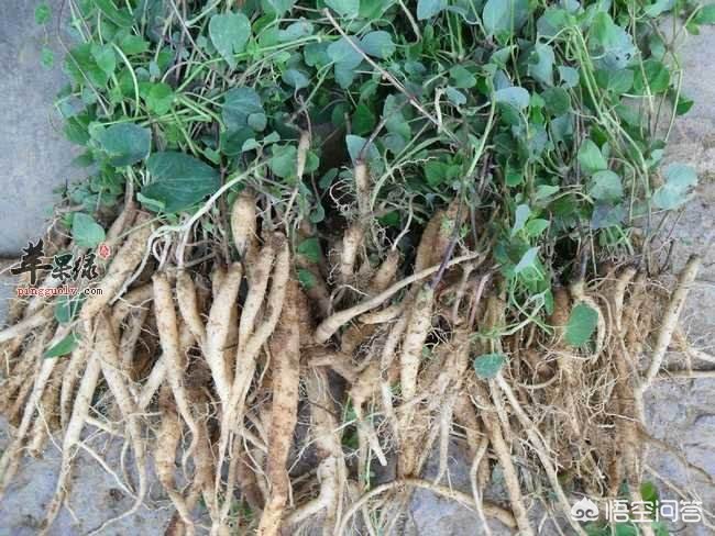 甘肅黨參最新價(jià)格動(dòng)態(tài)，市場(chǎng)走勢(shì)與影響因素分析