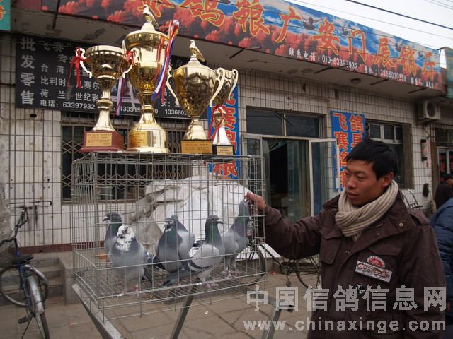 北京鴿市繁榮景象與發(fā)展趨勢(shì)揭秘，最新動(dòng)態(tài)與未來展望