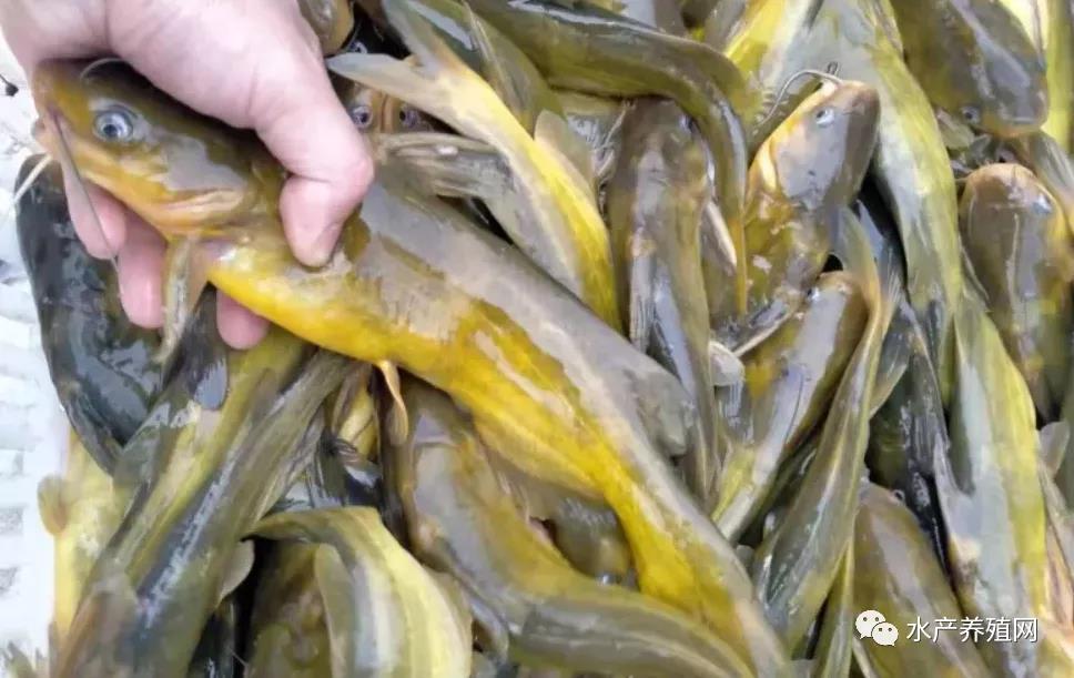 鮰魚價(jià)格變遷背后的故事，行情變化中的自信與成就感探尋